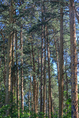 Fototapeta na wymiar Dense pine forest on a hot summer day