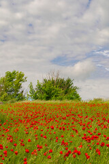 Picturesque flower field of poppies