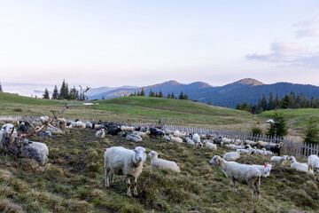 Fototapeta na wymiar Herd of sheep in the mountains grazing on green grass pasture