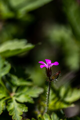 Geranium robertianum growing in the forest, macro