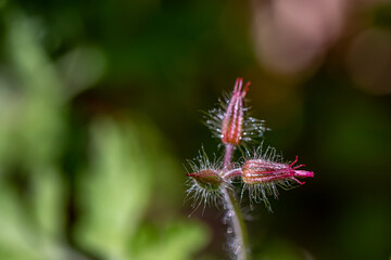 Geranium robertianum growing in the field	