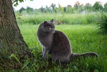 British Shorthair Cat by a Tree