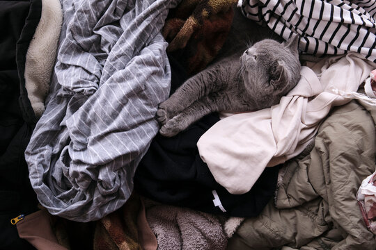 Cute grey british short cat sleeping in the pile of clothes at home
