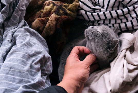 Cute grey british short cat sleeping in the pile of clothes at home