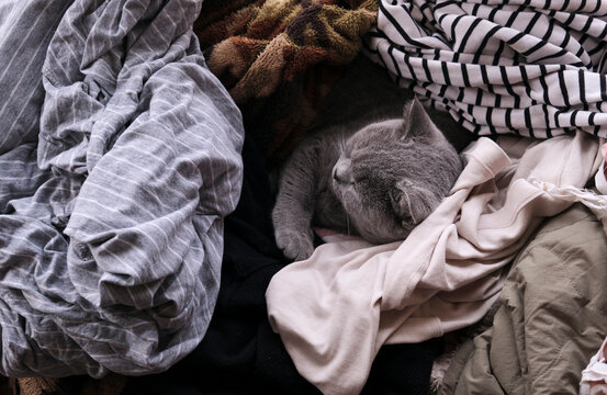 Cute grey british short cat sleeping in the pile of clothes at home