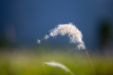 selective focus on the grass, light and soft, white, the grass is blown by the wind. It feels soft, tight, and delicate. Lightweight grass.