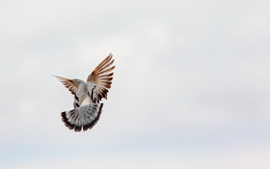 Close-up Of Pigeon Flying isolated