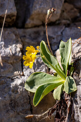 Primula auricula flowers in the forest	