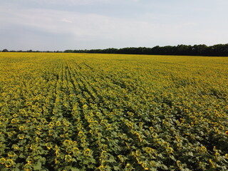 A picturesque field of sunflowers under a blue sky, aerial view. A farm field on a hot summer day, landscape.