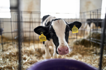 View at baby cow at milk farm indoors