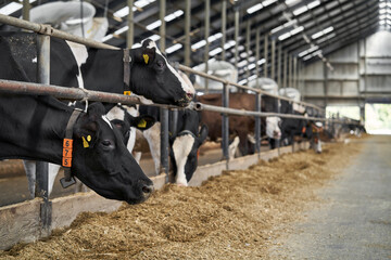 View at cows at milk farm indoors