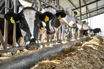View at cows at milk farm indoors