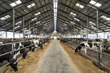 View at cows at milk farm indoors