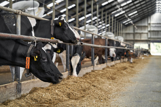 View at cows at milk farm indoors