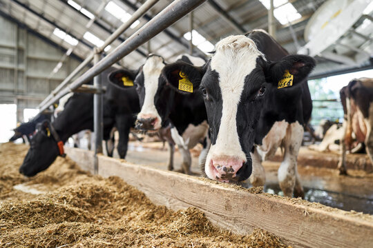 View at cows at milk farm indoors
