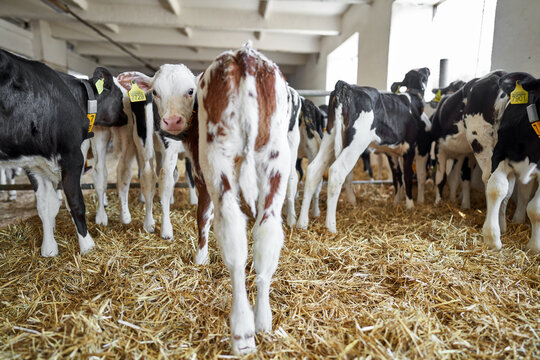 View at baby cows at milk farm indoors