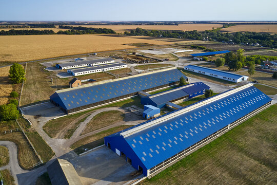 Aerial view at cow farm in countryside