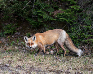 Red Fox Photo. Fox Image. Close-up profile view in the springtime displaying fox tail, fur, in its environment and habitat with a background and moss and foliage on ground. Portrait. Photo.