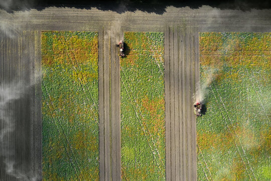 Harvesting by combines on field of beet root
