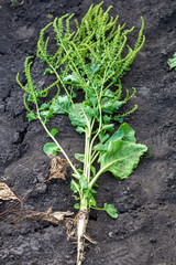 inflorescence of sugar beet close up in the field 