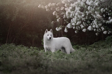 white dog on the grass
