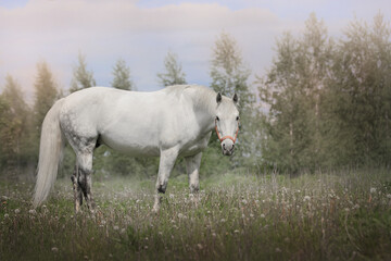 Obraz premium white horse in the field