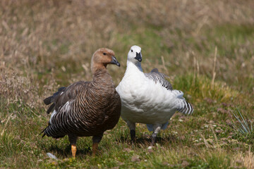 Antarctica Falkland Islands ruddy-headed goose close up on a cloudy winter day