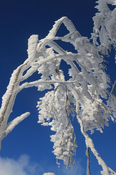 branches sous la neige et les congères