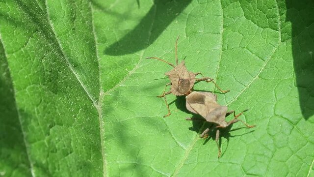 Green stinking insects mate on a green leaf