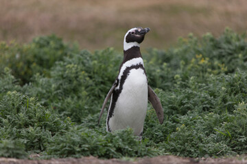 Falkland Islands. Penguin Gentoo close up on a cloudy winter day