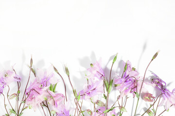 Floral delicate background for text or product, top view. Pink Aquilegia flowers on a white...