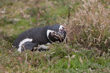 Falkland Islands. Penguin Gentoo close up on a cloudy winter day
