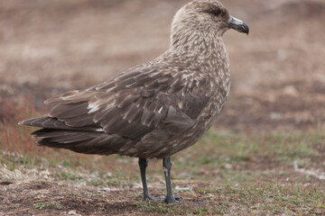 Falkland Islands. Skua close up on a cloudy winter day