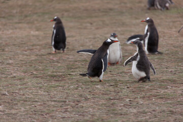 Naklejka premium Falkland Islands. Penguin Gentoo close up on a cloudy winter day