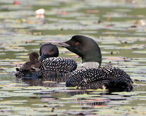 Common Loon Photo. Baby chick loon riding on parent's back and celebrating the new life with water lily pads in their environment and habitat surrounding. Baby Loon Riding On Back. Loon Picture.  ©  Aline