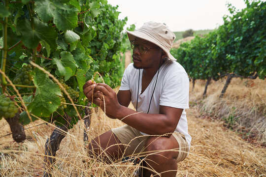 Wine farmer inspecting his vineyard
