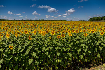 Fototapeta premium Sunflowers close up in field with the blue sky