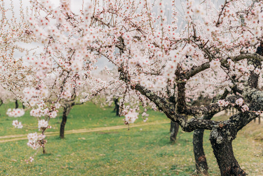 Field of almond trees in blossom