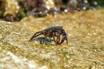 the runner crab eating microorganisms on the rocks of the adriatic sea