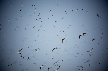 seagulls in the sky