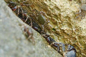 Marbled rock crab or Runner Crab on the rocks of the adriatic sea