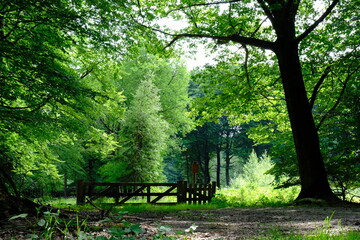 Fototapeta na wymiar Fence in the woods with sunshine