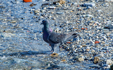 There are clean and carefully taken photos of all areas and types. visit my profile.