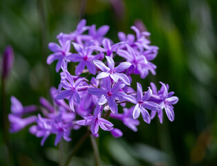 Fototapeta premium There are clean and carefully taken photos of all areas and types. visit my profile.