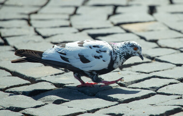 There are clean and carefully taken photos of all areas and types. visit my profile.