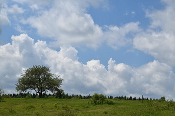 Fototapeta na wymiar An apple tree in a field in summer, Québec