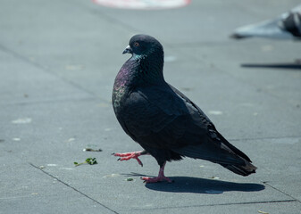 There are clean and carefully taken photos of all areas and types. visit my profile.