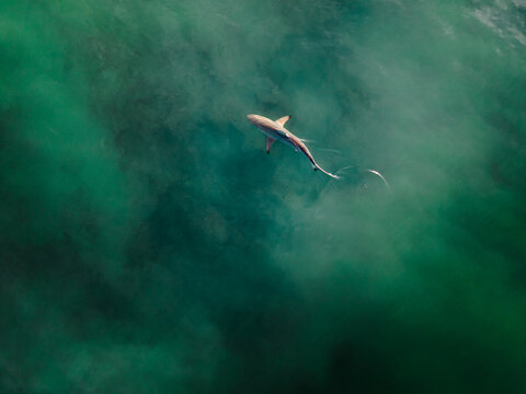 Blacktip Shark in Cloudy water