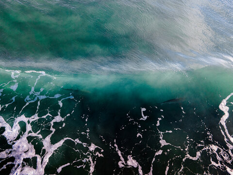 Sharks in a Sand filled Wave