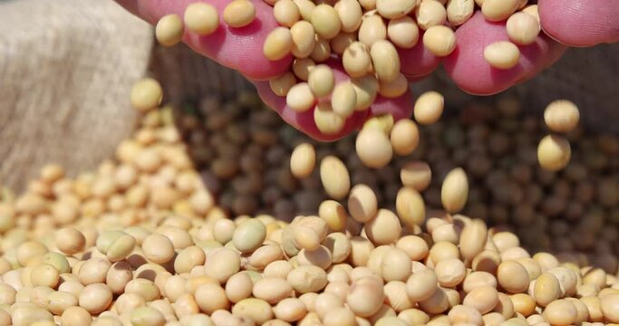 Soybean grain in a hands of successful farmer, agricultural concept. Close up of hands full of soybean grain in jute sack, slow motion